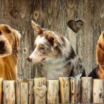 TAPPETO ANTISCIVOLO CANI E FARFELLE 52X100