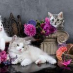 TAPPETO ANTISCIVOLO GATTI3D 52X300