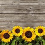 TAPPETO ANTISCIVOLO GIRASOLI GRANDI 52X300